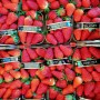 fragole37